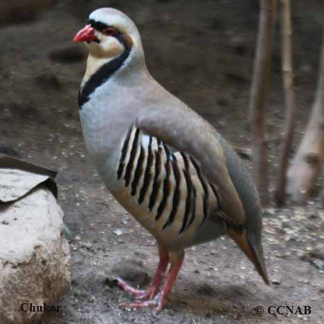 Birds of North America