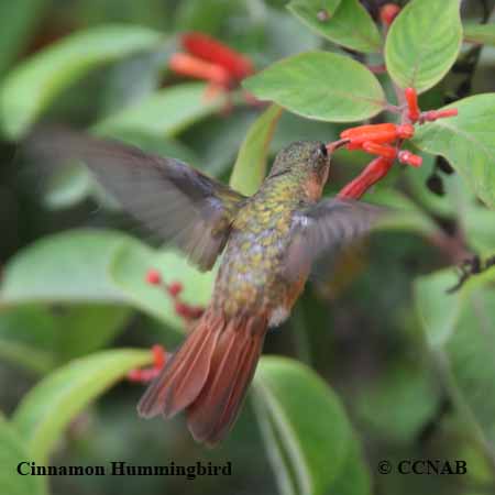 Cinnamon Hummingbird