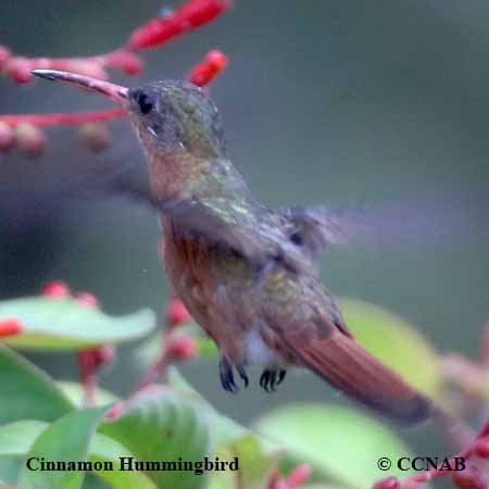 Cinnamon Hummingbird