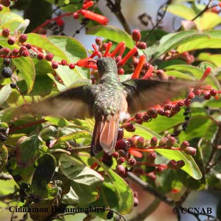 Cinnamon Hummingbird