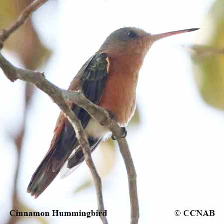 Birds of North America