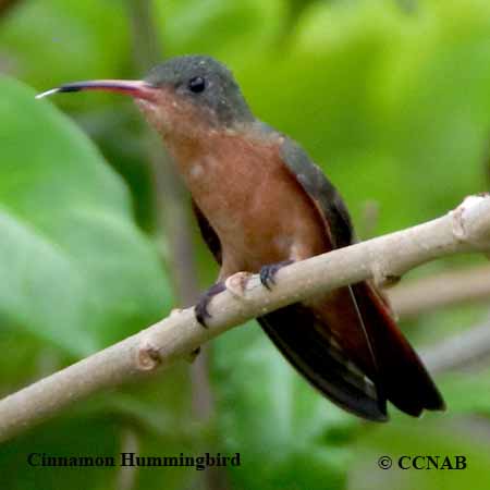 Cinnamon Hummingbird