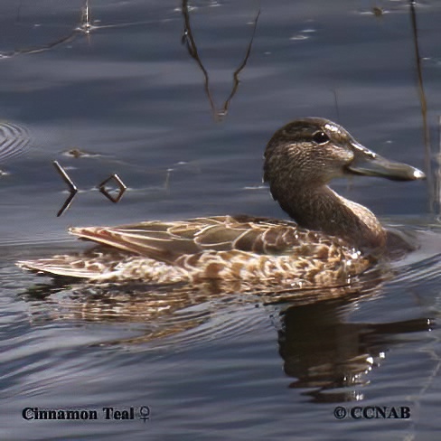 Cinnamon Teal