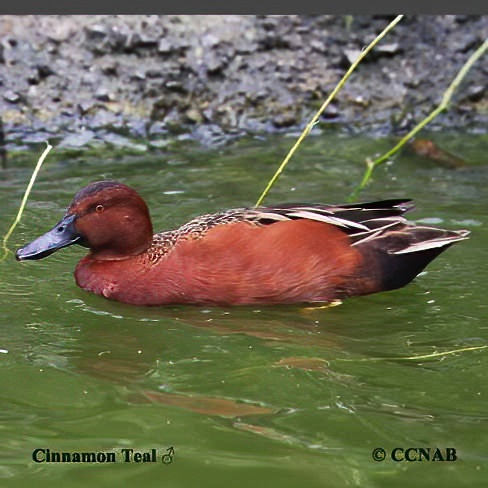 Cinnamon Teal