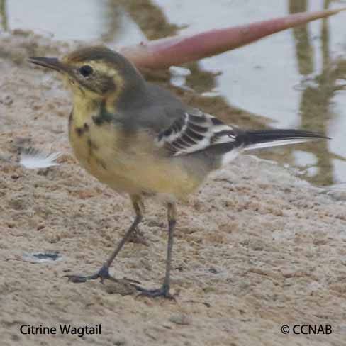 Citrine Wagtail