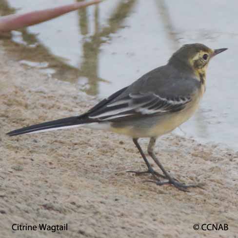 Citrine Wagtail