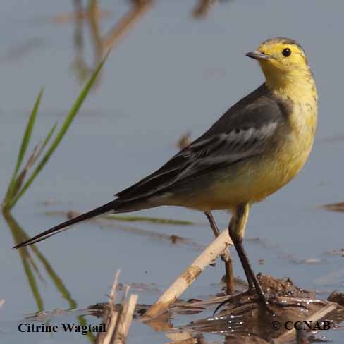 Citrine Wagtail