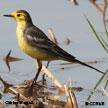 Citrine Wagtail range map