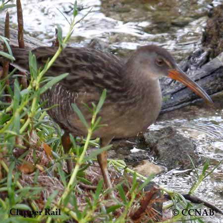 Clapper Rail