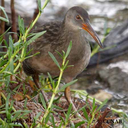 Clapper Rail