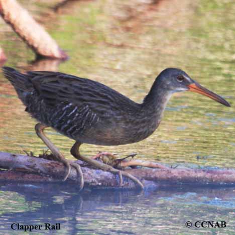 Clapper Rail