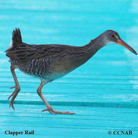 Birds of North America