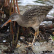 Clapper Rail range map