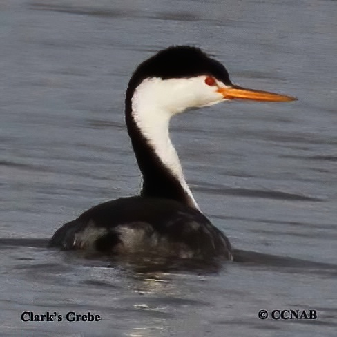 Clark's Grebe