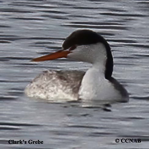 Clark's Grebe