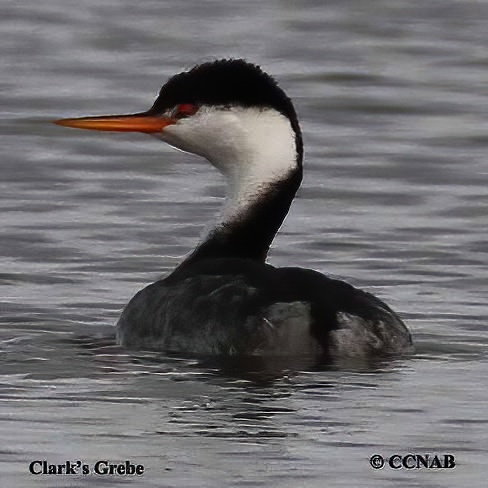 Clark's Grebe