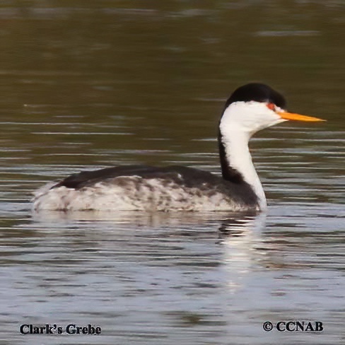 Birds of North America