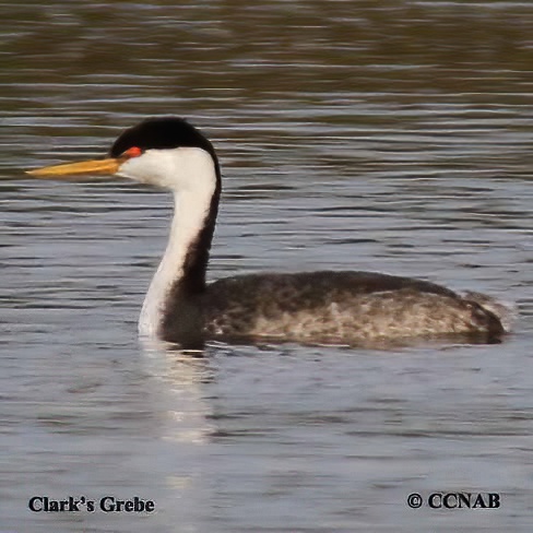 Clark's Grebe