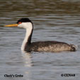 Clark's Grebe range map