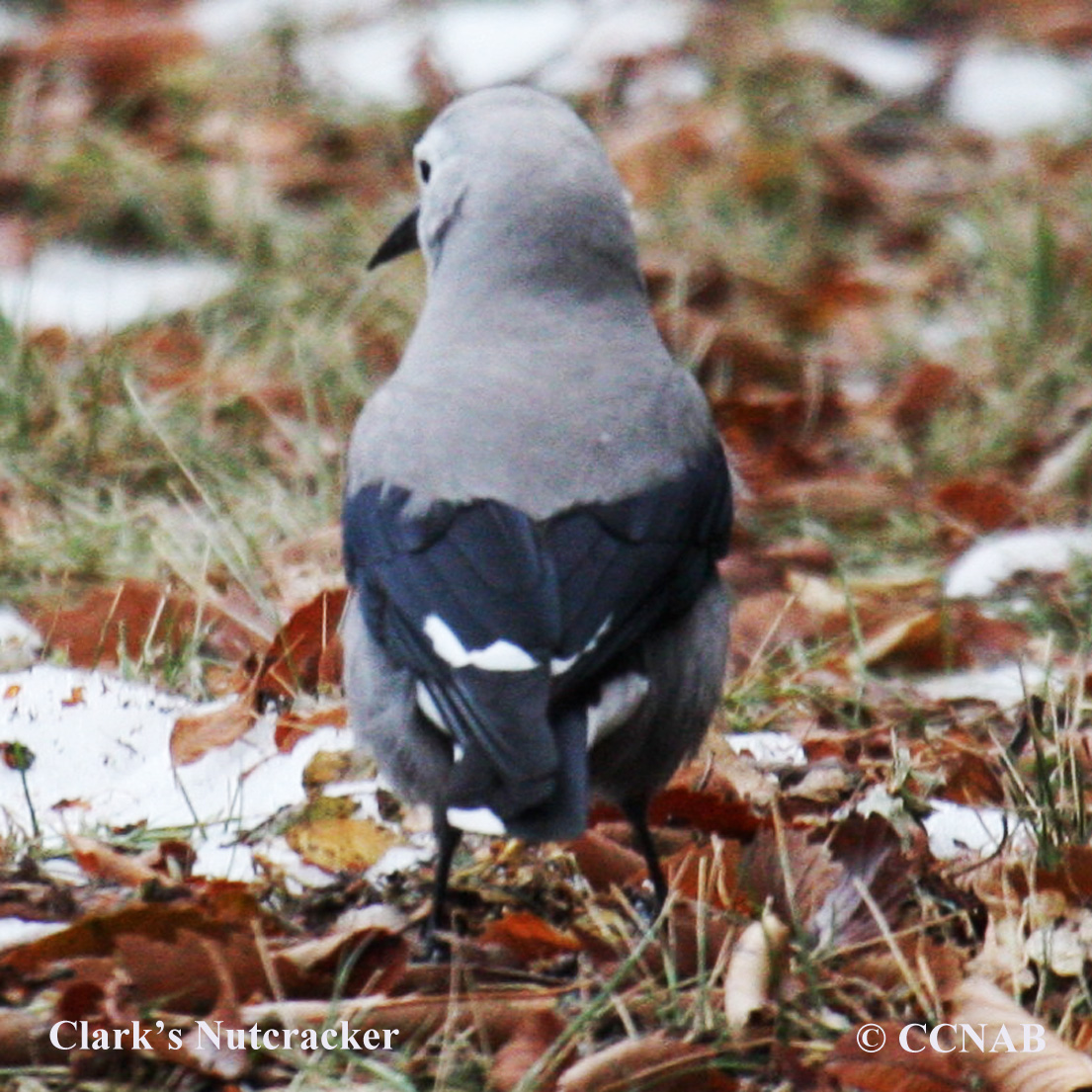 Clark's Nutcracker