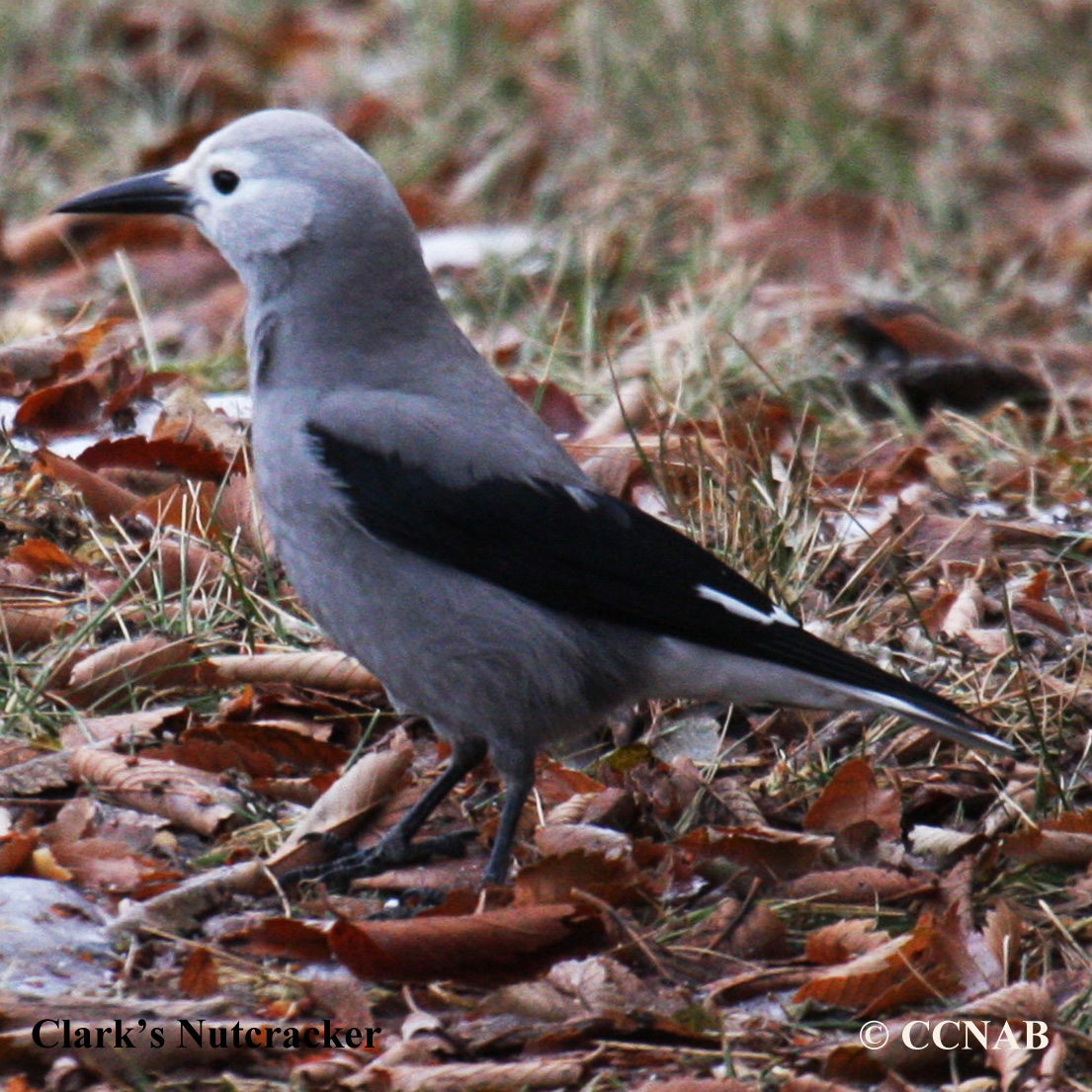 Clark's Nutcracker