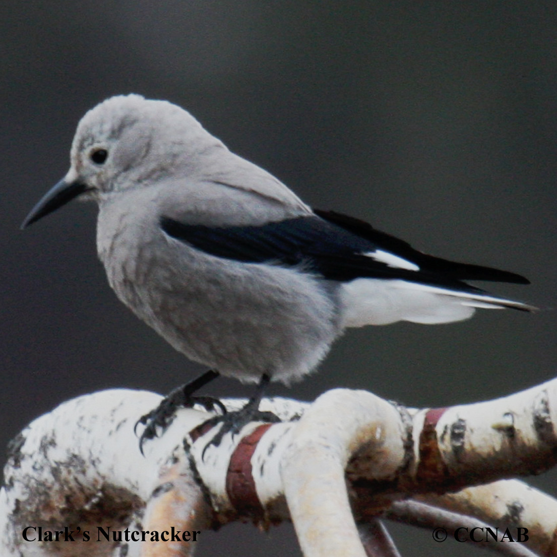 Birds of North America