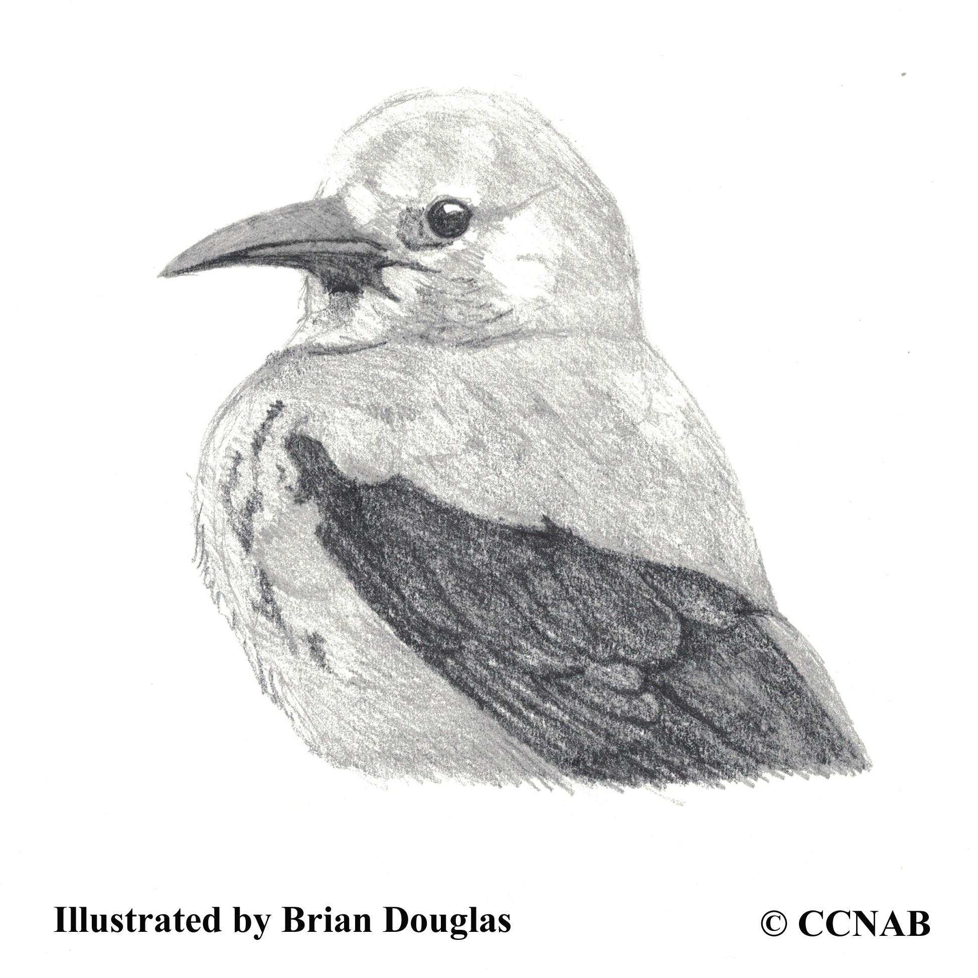 Clark's Nutcracker