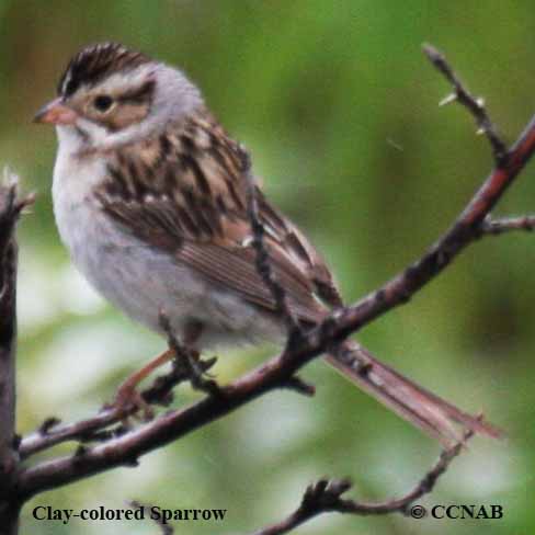 Clay-colored Sparrow