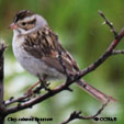 Clay-colored Sparrow range map