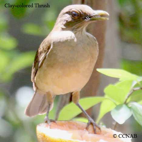 Clay-colored Thrush