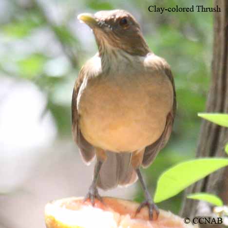 Clay-colored Thrush