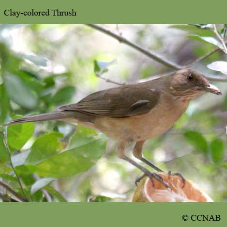 Clay-colored Thrush