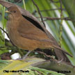 Clay-colored Thrush range map