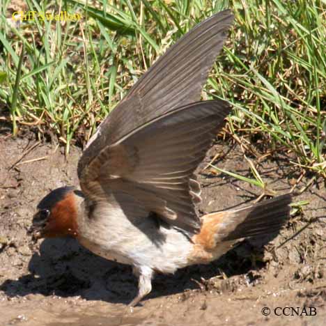 Cliff Swallow