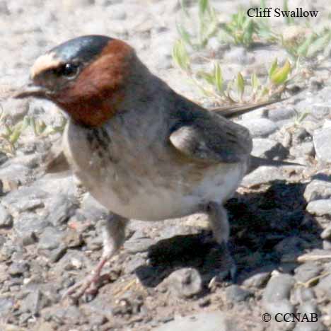 Cliff Swallow