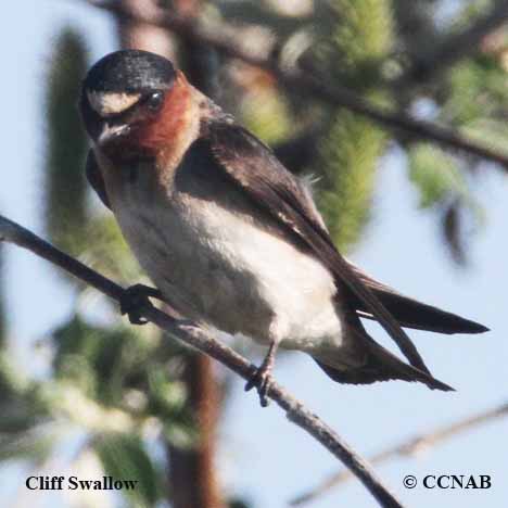 Cliff Swallow