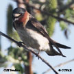 Cliff Swallow songs and calls
