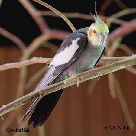 American cockatiel sales bird