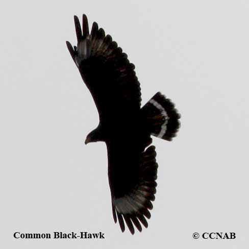 Common Black-Hawk