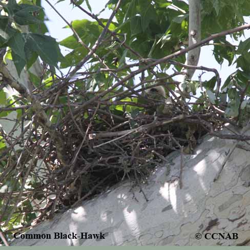 Common Black-Hawk