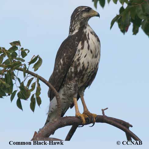 Common Black Hawk  Audubon Field Guide