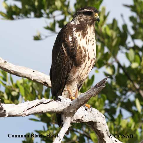 Common Black Hawk  Audubon Field Guide