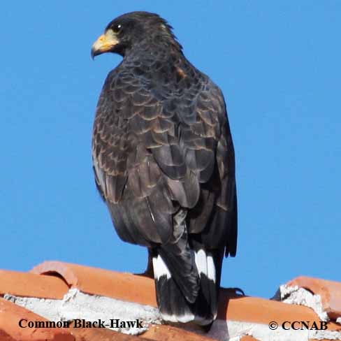 Common Black-Hawk