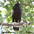 Common Black-Hawk songs and calls
