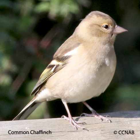 Common Chaffinch