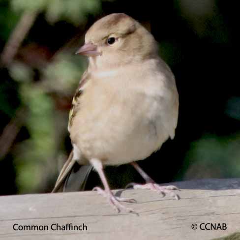 Common Chaffinch