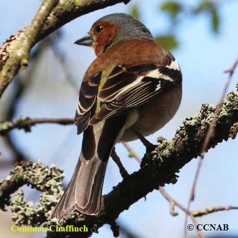 Common Chaffinch