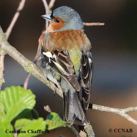 Common Chaffinch