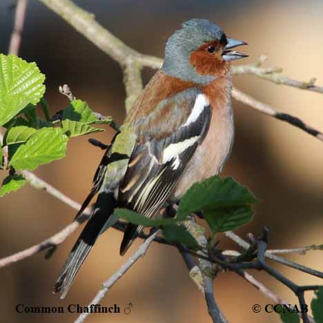 Birds of North America