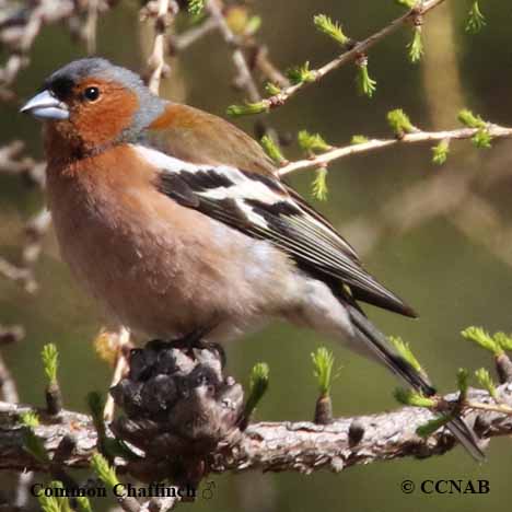 Common Chaffinch